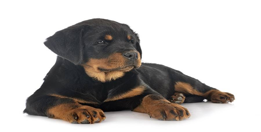 Justiça multa dono de rottweiler por não usar coleira e guia no animal dentro de condomínio